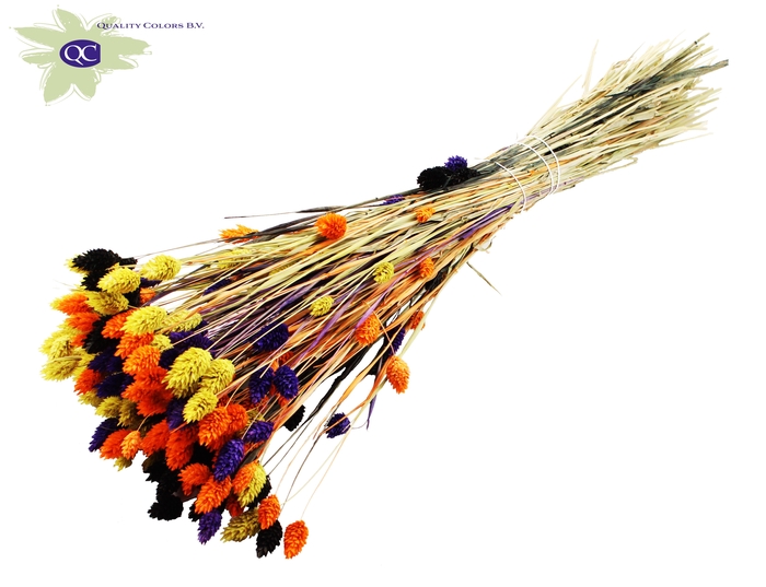<h4>Phalaris per bunch Intense Halloween Mix</h4>
