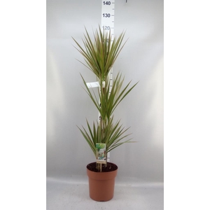 Dracaena marg. 'Bicolor'