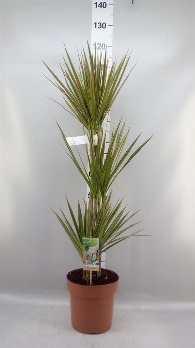 <h4>Dracaena marg. 'Bicolor'</h4>