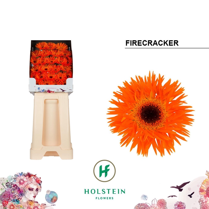 <h4>Ge Mi Firecracker</h4>