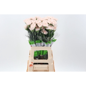 Dianthus ST 'Brut'