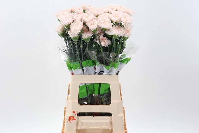 <h4>Dianthus ST 'Brut'</h4>