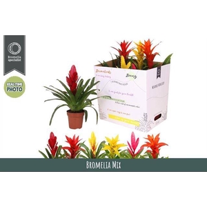 BROMELIA GEM 6 SRT