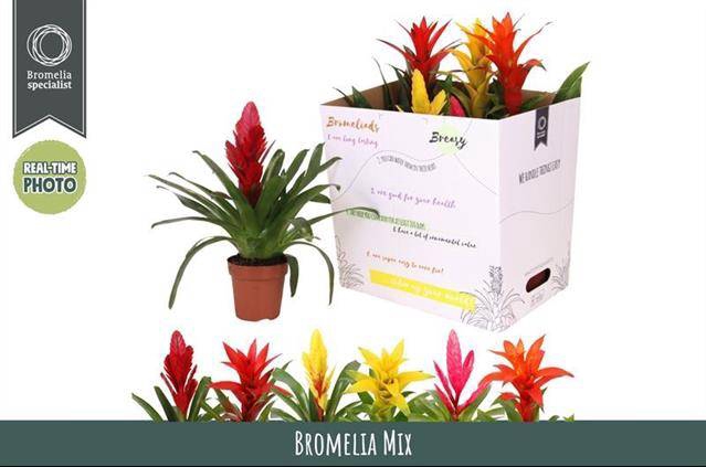 <h4>BROMELIA GEM 6 SRT</h4>