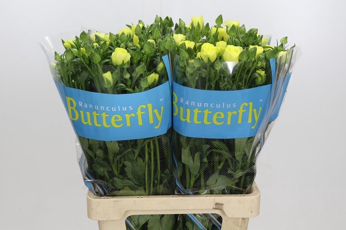 Ranunculus Butterfly Helios