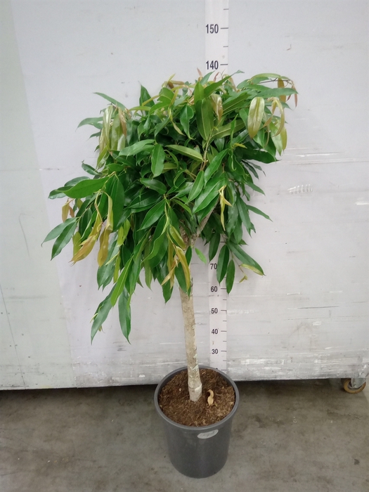 Ficus binn. 'Amstel King'