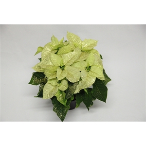 Poinsettia Premium Polar goud glitter