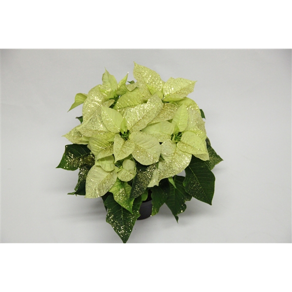 <h4>Poinsettia Premium Polar goud glitter</h4>