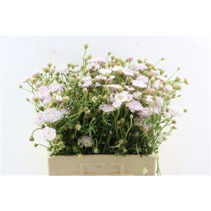 DIDISCUS PINK 60CM P STEM