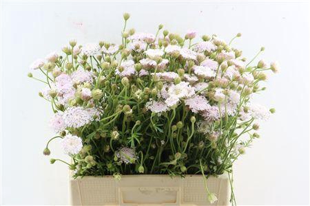 <h4>DIDISCUS PINK 60CM P STEM</h4>