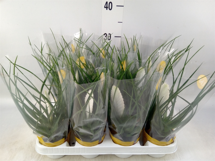 <h4>Tillandsia cyanea 'Biancini'</h4>