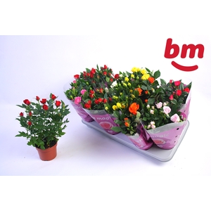 RO B MONDE GEM 7 SRT
