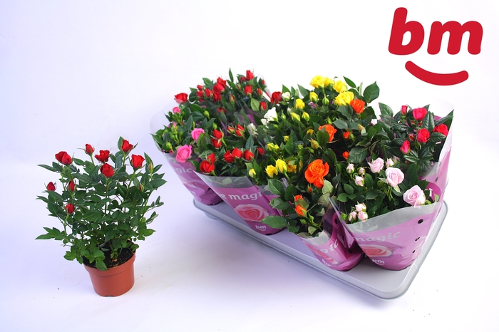 <h4>RO B MONDE GEM 7 SRT</h4>