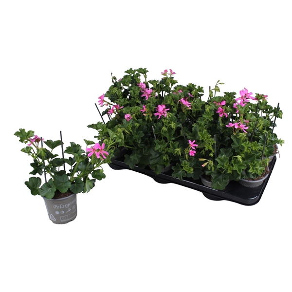 <h4>Pelargonium Peltatum Balcon Lila</h4>