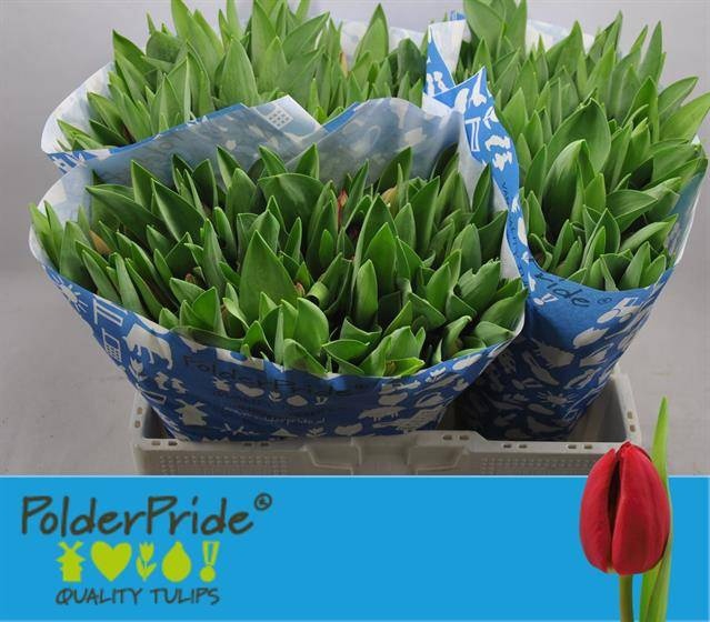 <h4>Tulipa si curry</h4>