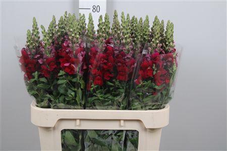 <h4>Antir Antibes Red</h4>