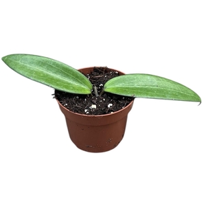 hoya cinnamomifolia