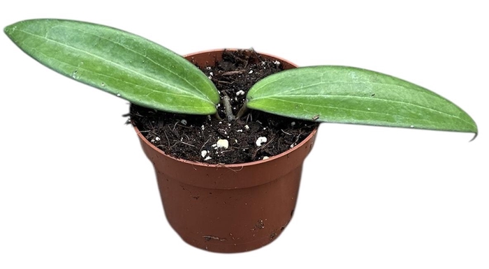 <h4>hoya cinnamomifolia</h4>