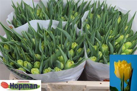 <h4>Tu Du Marie Jo</h4>