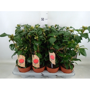 Camellia reticulata 'Mary Williams'