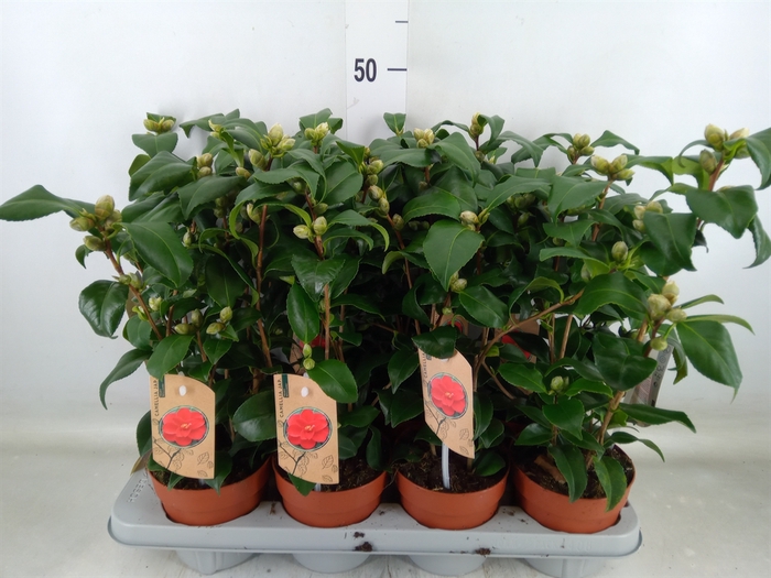 <h4>Camellia reticulata 'Mary Williams'</h4>