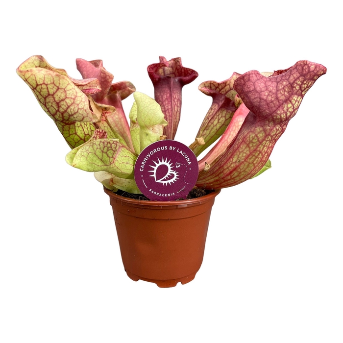 <h4>Sarracenia</h4>