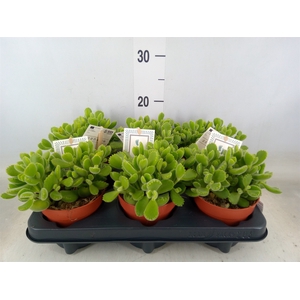 Cotyledon tome. 'Green Footprint'