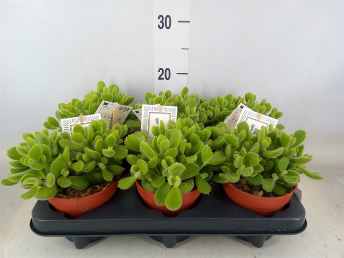 <h4>Cotyledon tome. 'Green Footprint'</h4>
