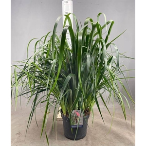 Billbergia X Windii