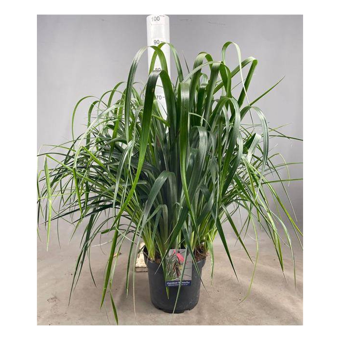 <h4>Billbergia X Windii</h4>