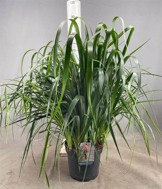 Billbergia X Windii