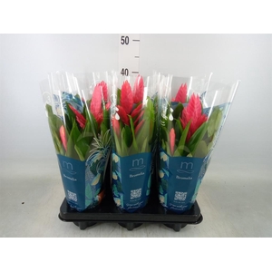 Vriesea  'Intenso Pink'