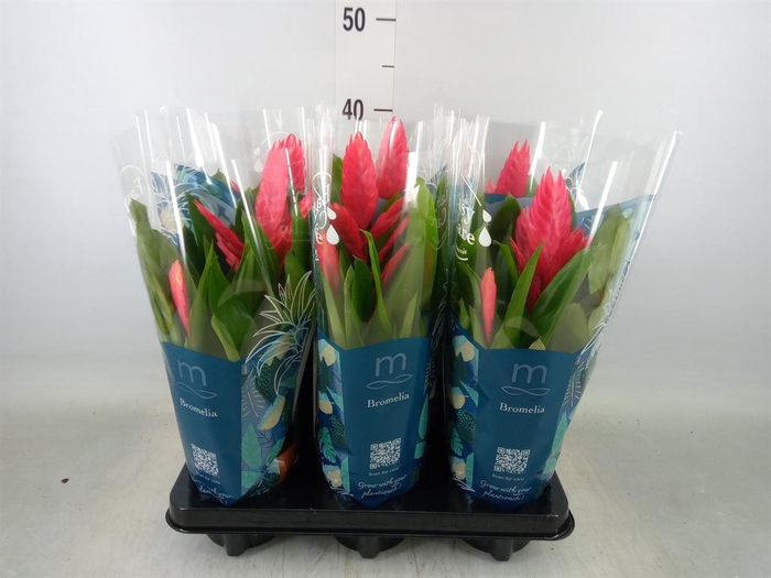 <h4>Vriesea  'Intenso Pink'</h4>