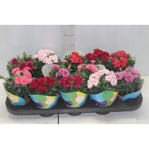 DIANTHUS DOBRADO P11