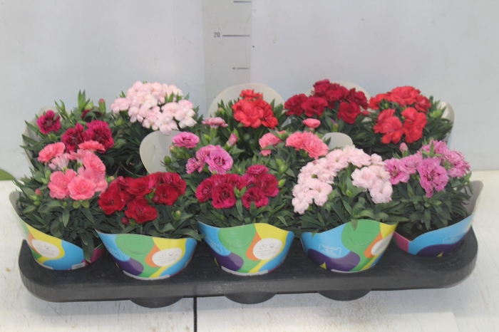 <h4>DIANTHUS DOBRADO P11</h4>