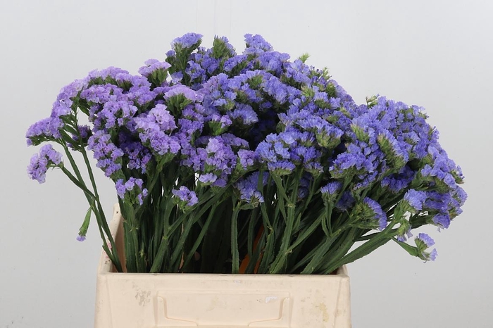 <h4>Statice Lilac Anna Blue</h4>