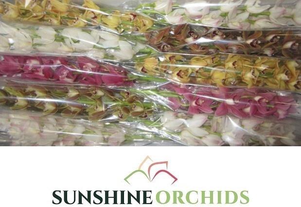 <h4>CYMB MI GEM</h4>