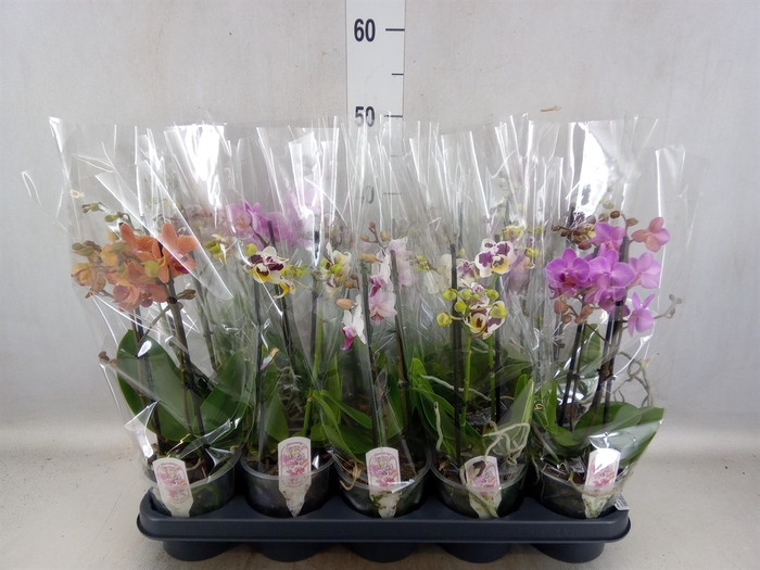 <h4>Phalaenopsis multi.   ...mix  4</h4>