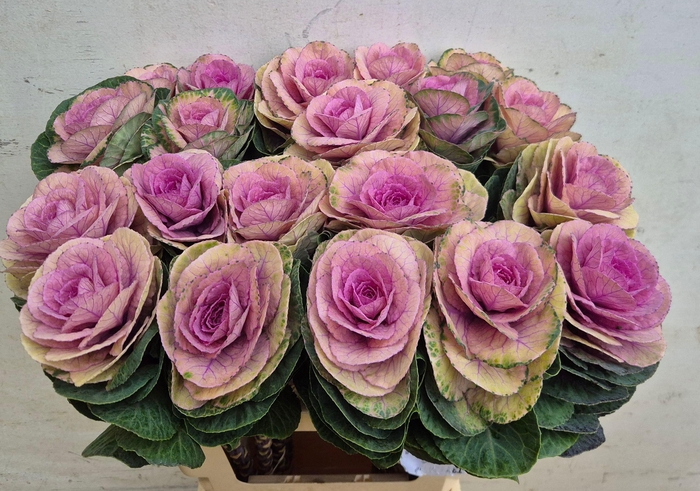 <h4>BRASS EMPIRE LUBA</h4>