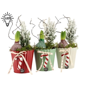 61817: X-mas arrangement