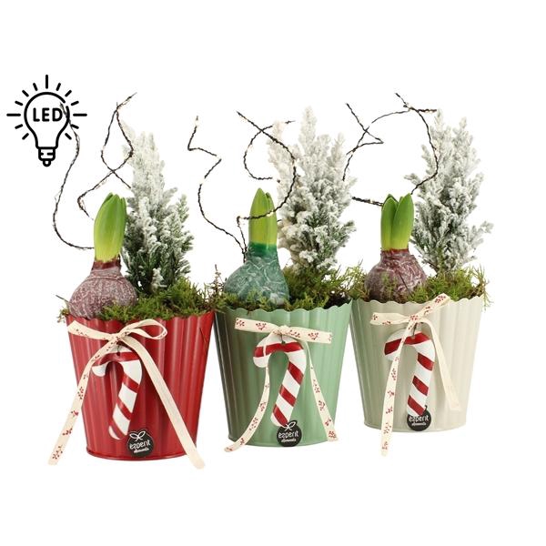 <h4>61817: X-mas arrangement</h4>