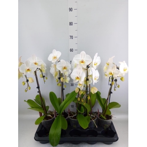 Phalaenopsis   ...white