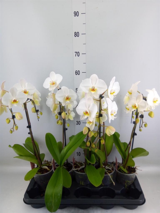 <h4>Phalaenopsis   ...white</h4>