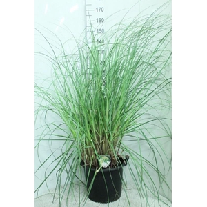 Cortaderia Selloana Pumila