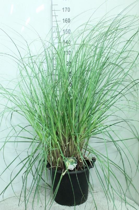 <h4>Cortaderia Selloana Pumila</h4>