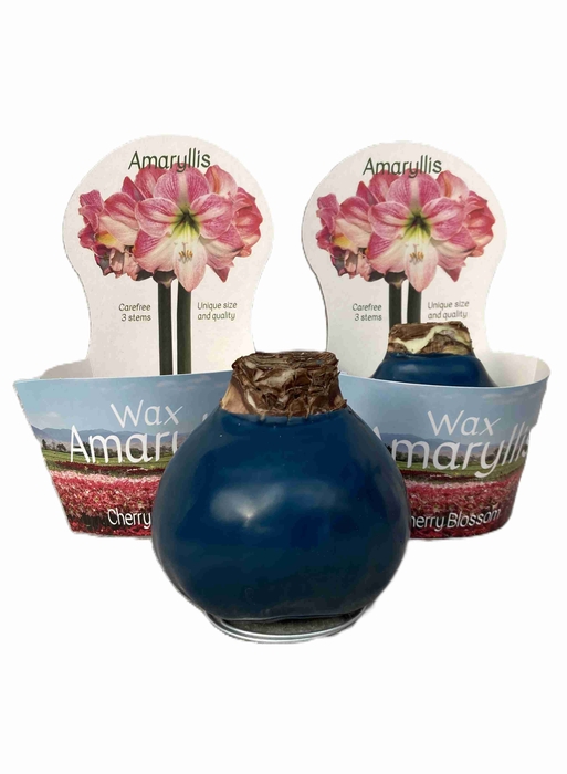 HIPPEASTRUM-HYBRID P14