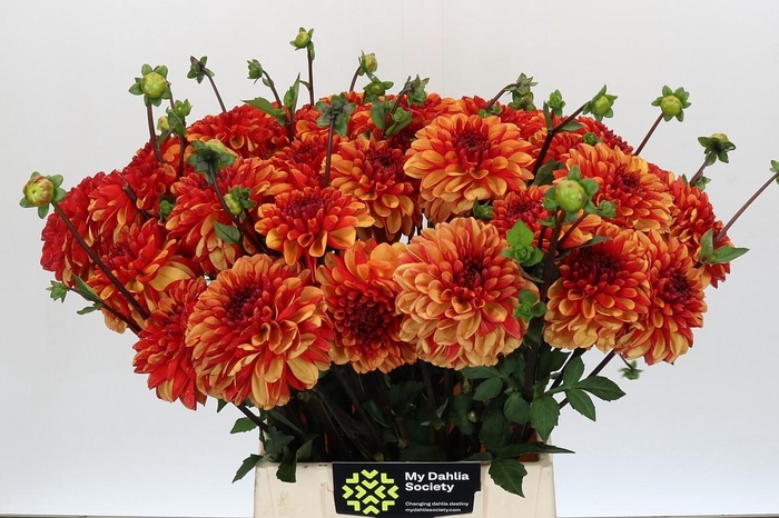 Dahlia American Sunset