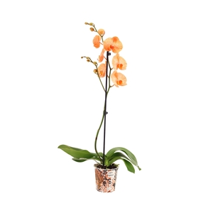 Potcover I Am Orange Phal I Am Orange 1T9+