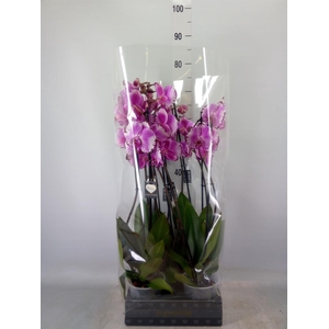 Phalaenopsis  'Brother You'