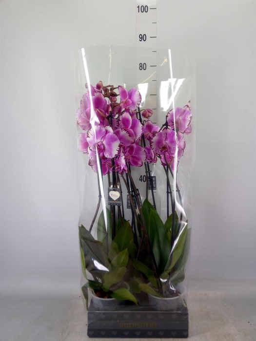 <h4>Phalaenopsis  'Brother You'</h4>